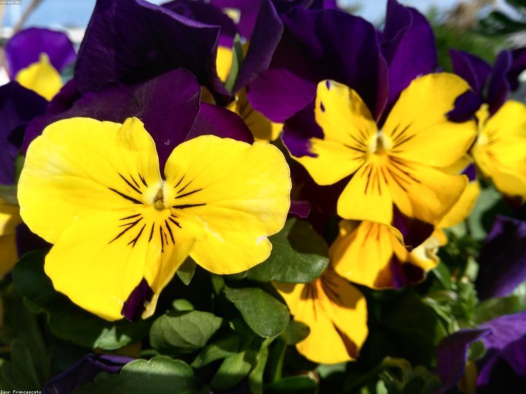 แแแแแแแแทแแผแแแแแถแแแธแแผ