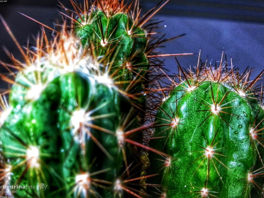 យុទ្ធសាស្ត្រសម្រាប់ល្បែងអនឡាញ