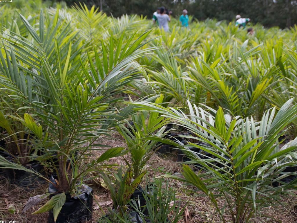 ច្បាប់និងបទបញ្ជា: ការយល់ដឹងអំពីច្បាប់នៅកម្ពុជា